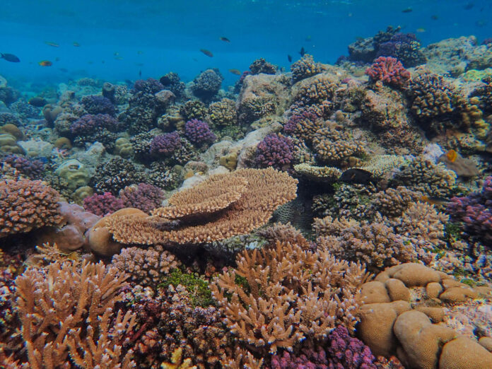 The slow return of Curaçao’s coral