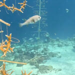 The slow return of Curaçao’s coral Kokomo