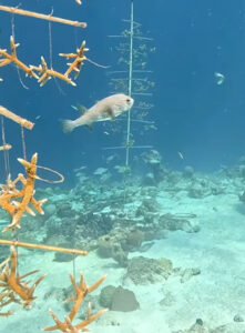 The slow return of Curaçao’s coral Kokomo