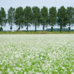 Tholen Zeeland