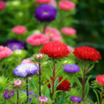 Tholen Zeeland bloemen