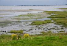 Fietsen door de Slibben, Schorren en Slikken van Tholen Tholen Zeeland fietsen