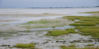 Fietsen door de Slibben, Schorren en Slikken van Tholen Tholen Zeeland fietsen