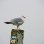 Tholen Zeeland meeuw