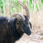 Tholen Zeeland schaap