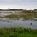 Tholen Zeeland schorren