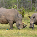 Welgevonden neushoorn
