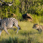 Zebra Cheetah