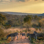 Zebra’s
